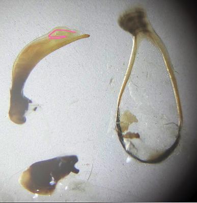 Réf. 200 407 : Agonum sp.